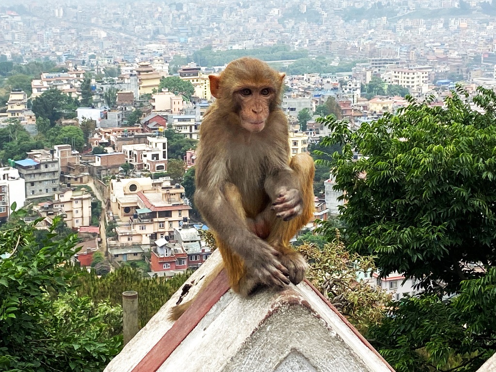 Monkey at The Monkey Temple